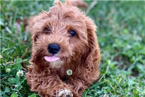 Lincoln - Goldendoodle, Mini for sale