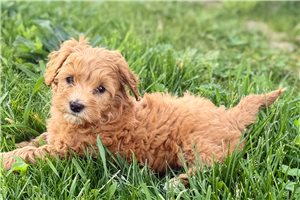 Luna - Goldendoodle, Mini for sale
