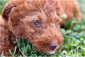 Lucy - Goldendoodle, Mini for sale