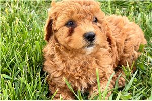 Lauren - puppy for sale