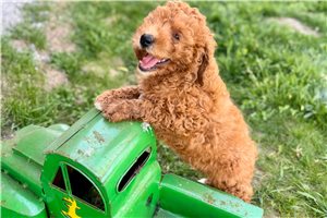 Lynn - puppy for sale