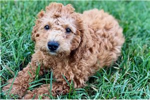 Lynn - Goldendoodle, Mini for sale