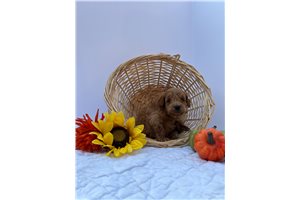 Carson - Goldendoodle, Mini for sale