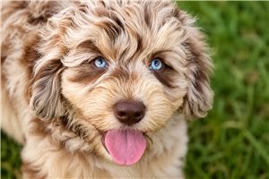 Moses - Goldendoodle, Mini for sale