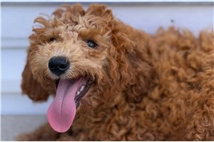 Lynn - Goldendoodle, Mini for sale