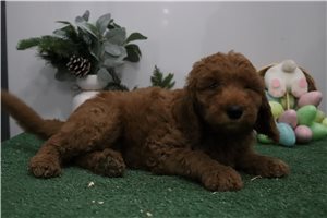 Percy - Goldendoodle, Mini for sale