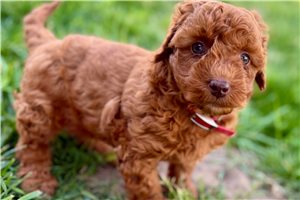 Lucy - puppy for sale