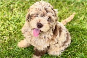 Micah - Goldendoodle, Mini for sale