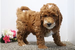 Jaxtyn - Goldendoodle, Mini for sale