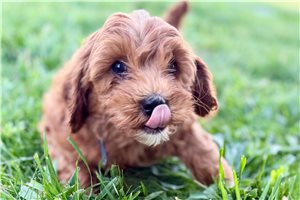 Lincoln - puppy for sale