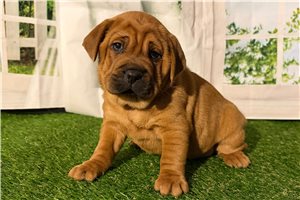 Athena - Mini Hippo for sale