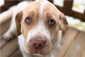 Aston - Mini Hippo for sale