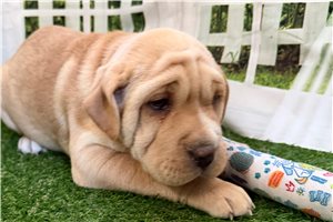 Arnold - puppy for sale