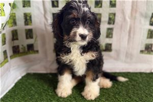 Calvin - Mixed/Other for sale
