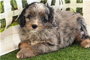 Tucker - Mixed/Other for sale
