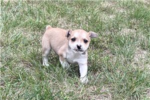 Peter - Mixed/Other for sale