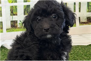 Tanya - Mixed/Other for sale