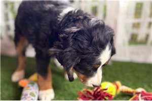 Clara - Mixed/Other for sale