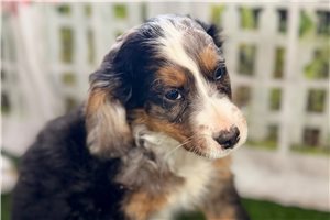 Carlos - Mixed/Other for sale