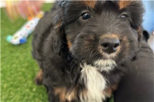 Truman - Mixed/Other for sale