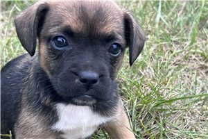 Poppy - Mixed/Other for sale