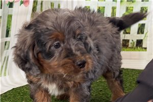 Thaddeus - Mixed/Other for sale