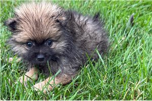 Cecelia - Pomeranian for sale