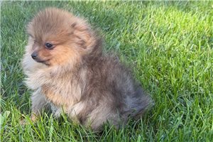 Bentley - Pomeranian for sale