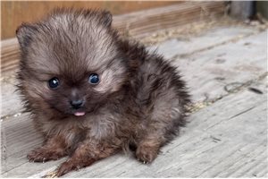 Bernard - puppy for sale