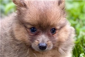 Elda - Pomeranian for sale