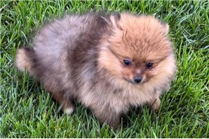 Bentley - Pomeranian for sale