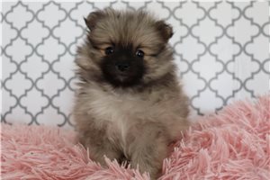 Maryse - Pomeranian for sale