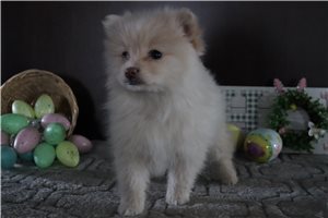 Titus - Pomeranian for sale