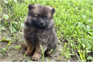 Edward - Pomeranian for sale