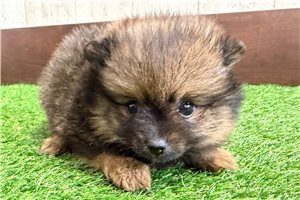 Maria - Pomeranian for sale