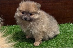 Madison - Pomeranian for sale
