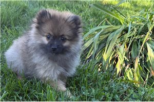 Cecelia - Pomeranian for sale