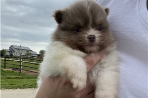 Messiah - Pomeranian for sale