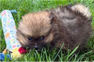 Tina - puppy for sale