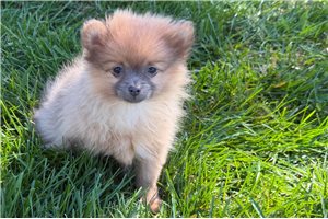Clover - Pomeranian for sale