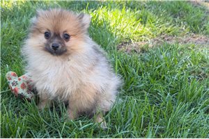 Cassius - Pomeranian for sale
