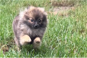 Edward - Pomeranian for sale