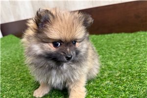 Mila - Pomeranian for sale