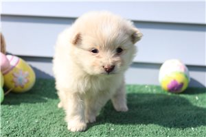 Titus - Pomeranian for sale