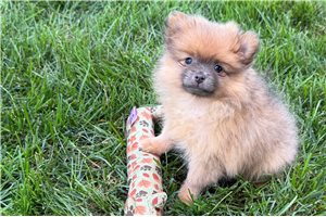Clover - Pomeranian for sale