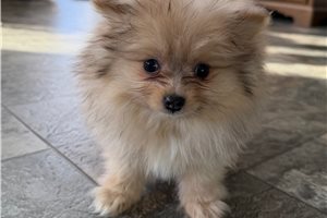 Bruna - Pomeranian for sale