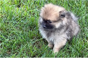 Cecelia - Pomeranian for sale