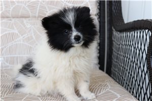 Alisa - Pomeranian for sale