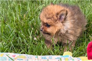 Bentley - Pomeranian for sale