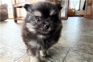 Todd - puppy for sale